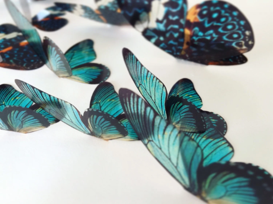 Teal blue butterflies| plastic transparent butterflies | 3D decorative butterflies | butterfly wall art installation