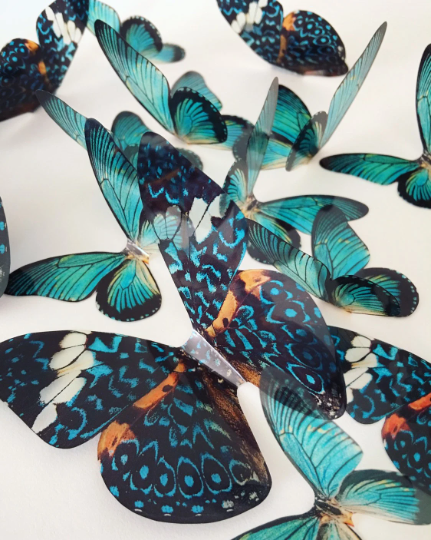 Teal blue butterflies| plastic transparent butterflies | 3D decorative butterflies | butterfly wall art installation