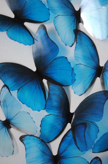Blue rainbow butterflies| plastic transparent butterflies | 3D decorative butterflies | butterfly wall art installation