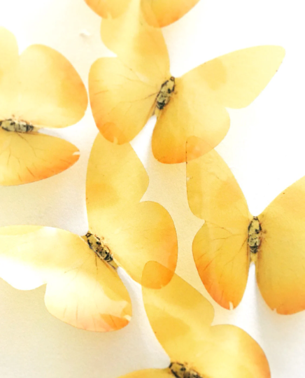 Yellowstone butterflies | plastic transparent butterflies | 3D decorative butterflies | butterfly wall art installation