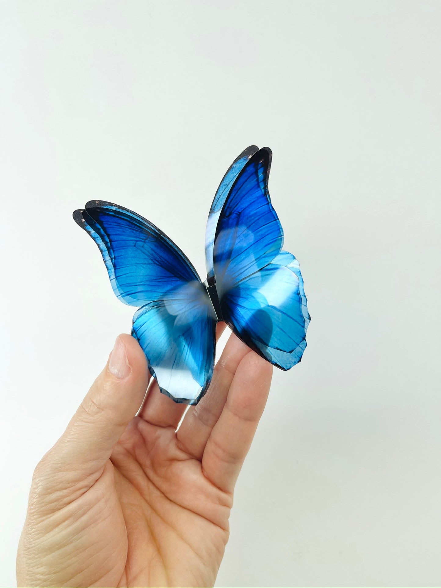 Blue rainbow butterflies| plastic transparent butterflies | 3D decorative butterflies | butterfly wall art installation