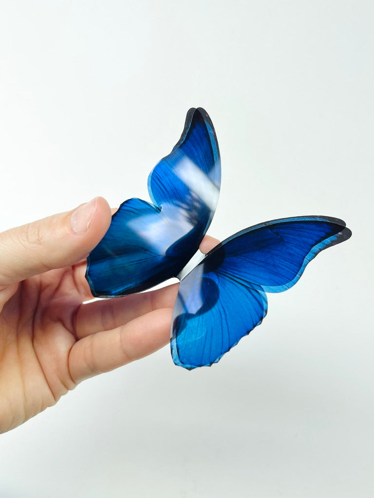 Blue rainbow butterflies| plastic transparent butterflies | 3D decorative butterflies | butterfly wall art installation