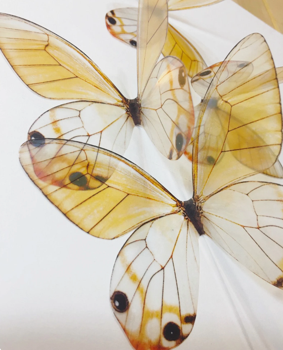 Unicorn butterflies | plastic translucent butterflies | 3D decorative butterflies | butterfly wall art installation (Copy)