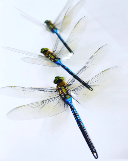 blue dragonflies