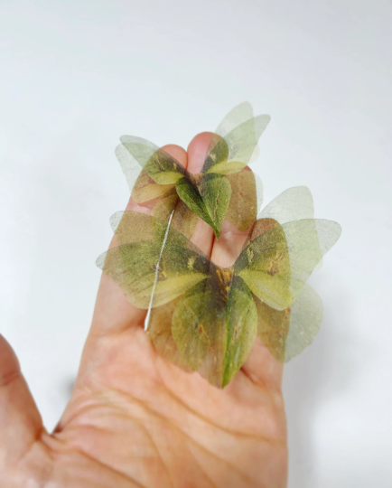 sage green butterflies