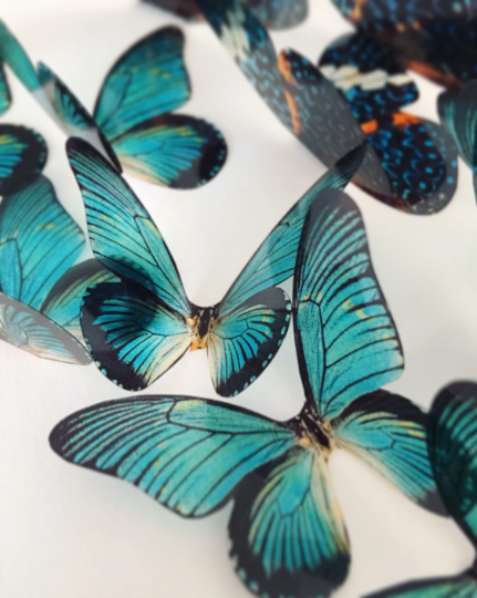 Teal blue butterflies| plastic transparent butterflies | 3D decorative butterflies | butterfly wall art installation