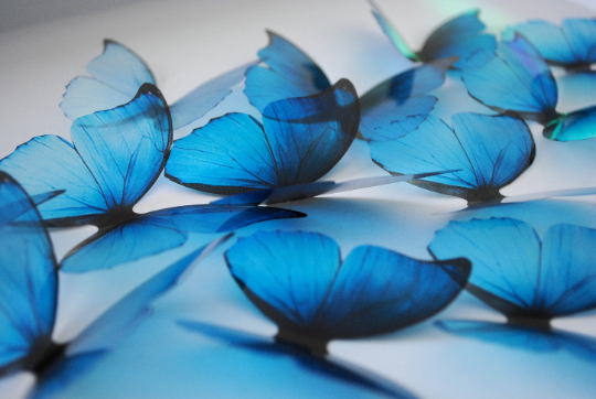 Blue rainbow butterflies| plastic transparent butterflies | 3D decorative butterflies | butterfly wall art installation