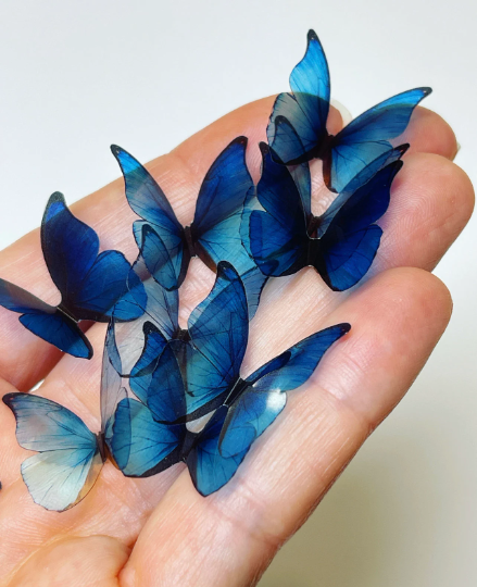 Blue rainbow butterflies| plastic transparent butterflies | 3D decorative butterflies | butterfly wall art installation