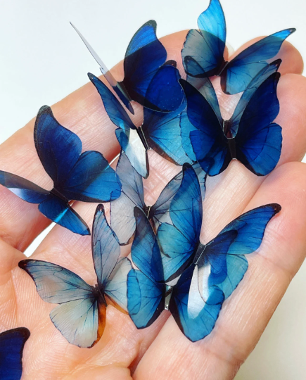Blue rainbow butterflies| plastic transparent butterflies | 3D decorative butterflies | butterfly wall art installation