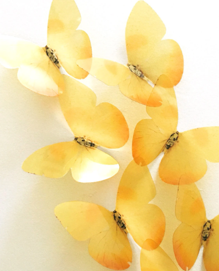 Yellowstone butterflies | plastic transparent butterflies | 3D decorative butterflies | butterfly wall art installation