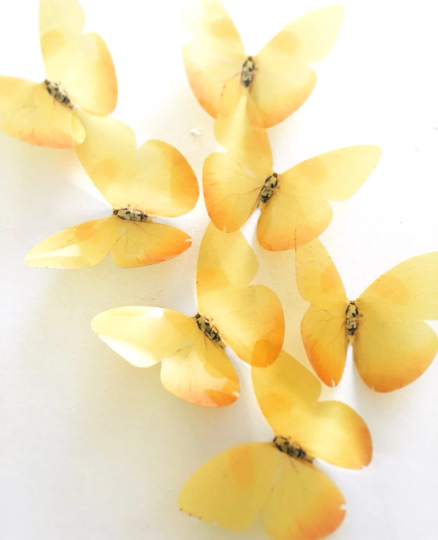 Yellowstone butterflies | plastic transparent butterflies | 3D decorative butterflies | butterfly wall art installation