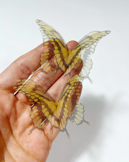 silk butterfly