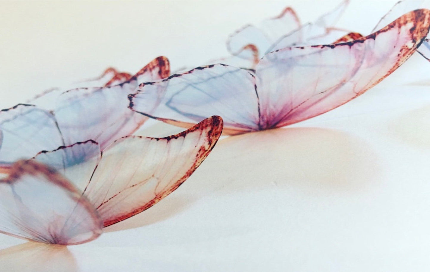 translucent butterflies